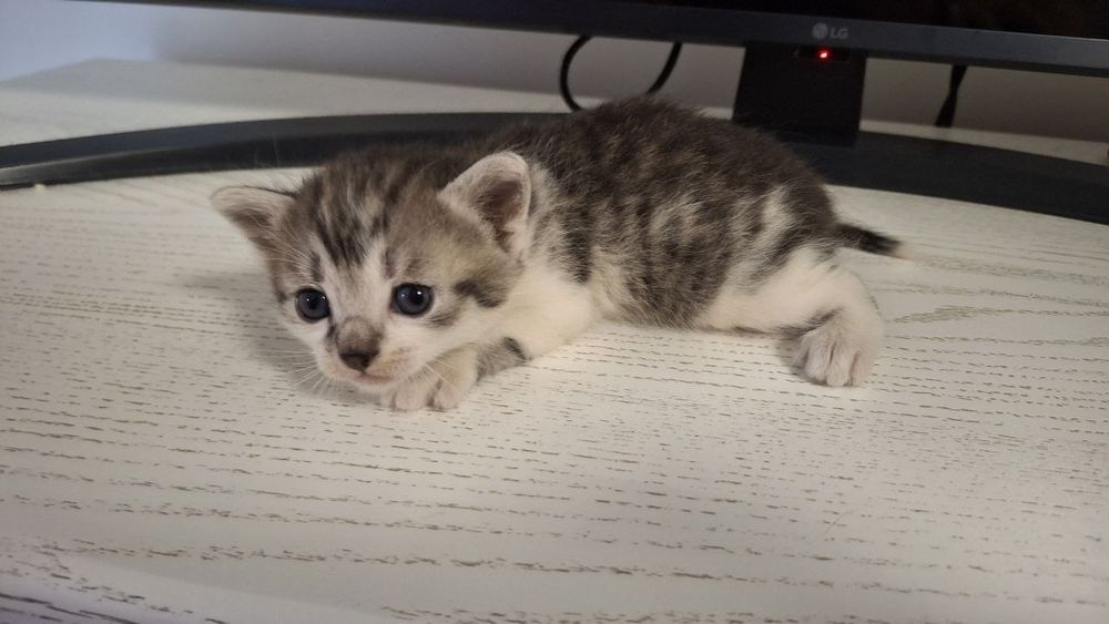 Кошенята,віддам в добрі руки