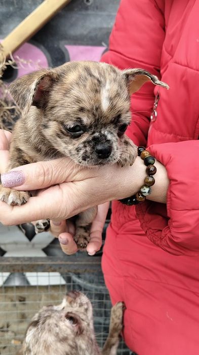 Чихуахуа мальчик щенок