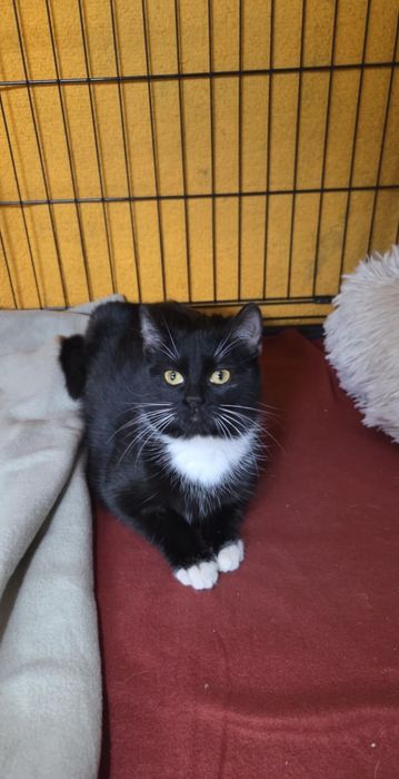 Koty kotki kot kotka