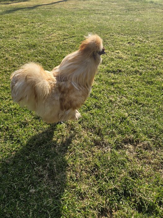 Kogut kury silki młode