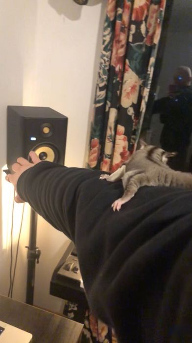 Młode Lotopałanki | Sugar Gliders