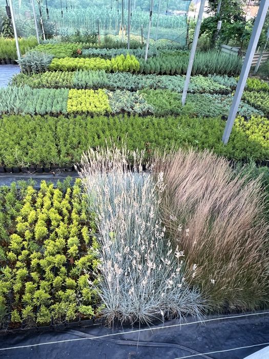 Ялинка,гортензія,туя смарагд,ялівець, кипарис, спірея, бересклет, тис