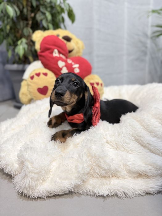 Teckel excelente menino com Lop