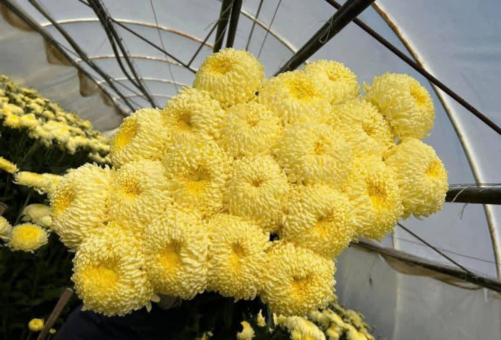 Наборы хризантема