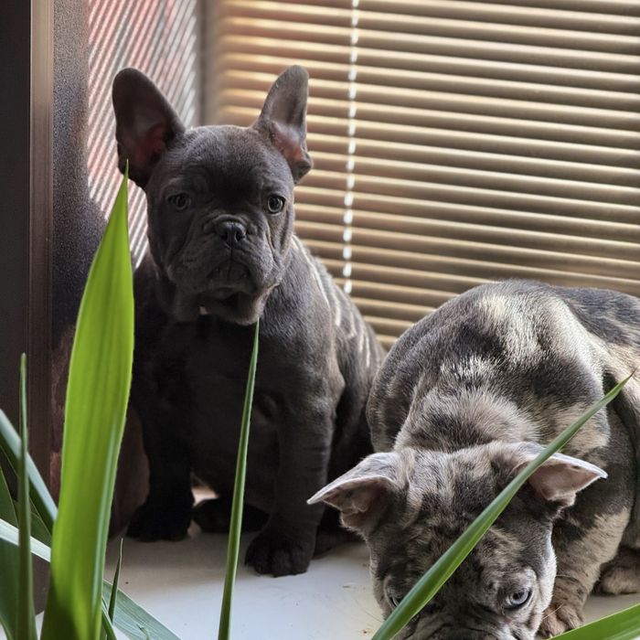 Серая милашка ищет себе новую семью:)