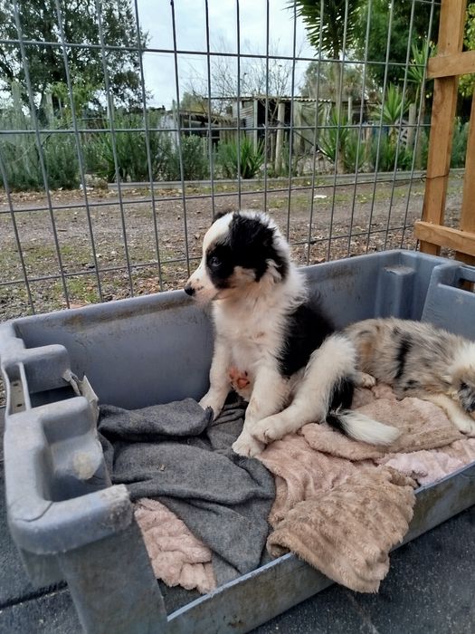 Border Collie excelente