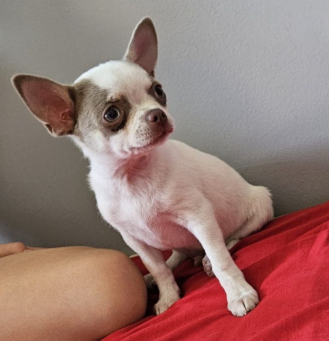 Śliczny malutki chihuahua