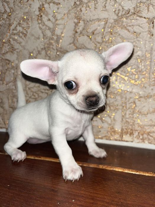 Дівчинка кнопочка міні біленька чіхуахуа