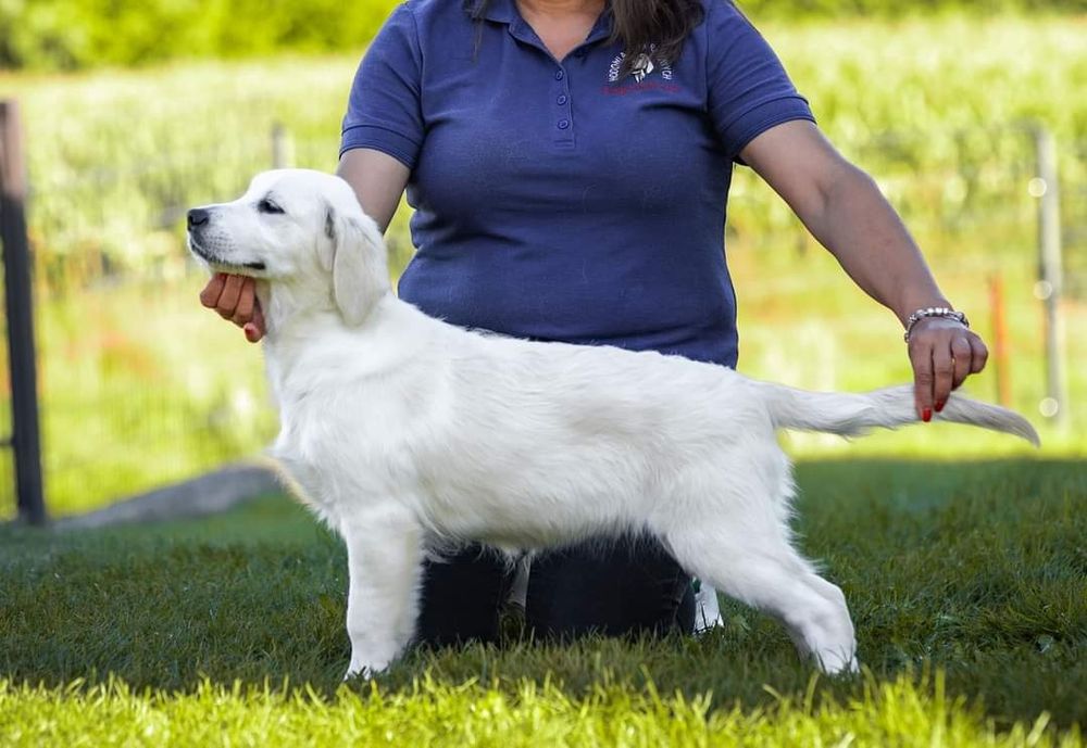 Golden Retriever FCI ZKwP