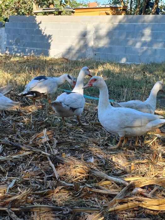 Patos/as para venda