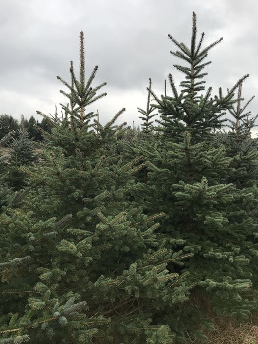 Świerk srebrny, klujacy