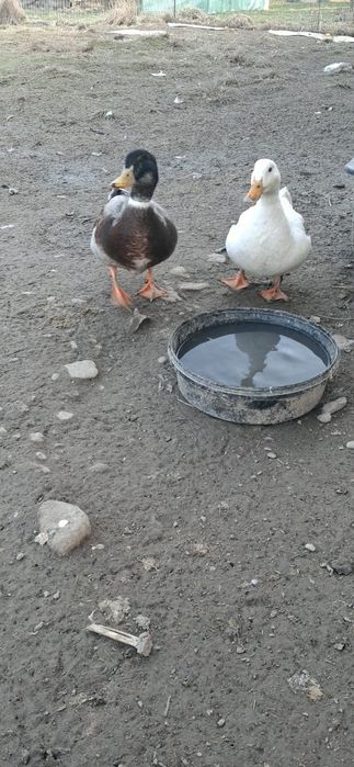 Kacze jajka lęgowe