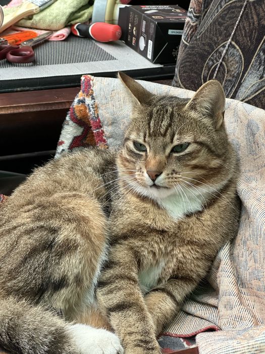 Zaginął kotek okolice Repek