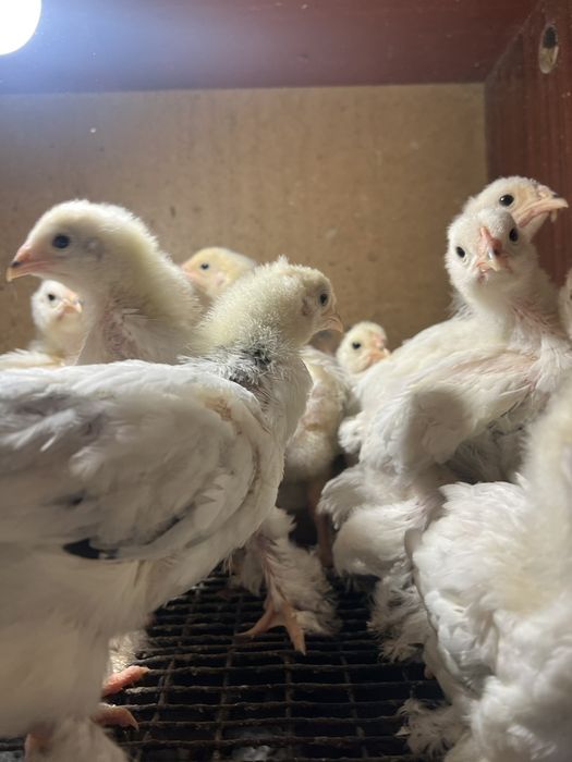 Продам ціплята Колумбійської брами
