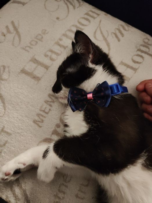 Oddam kocurka 4 miesiecznego