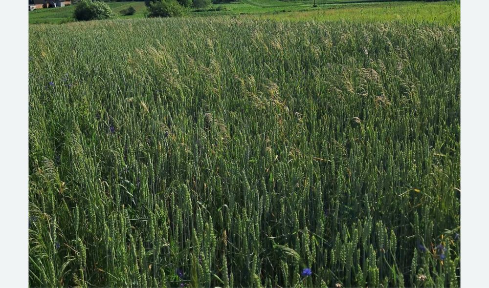 Лаврівка Продам  земельну ділянку 8 соток