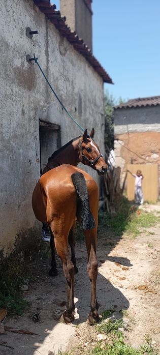 Égua PSL pontuada