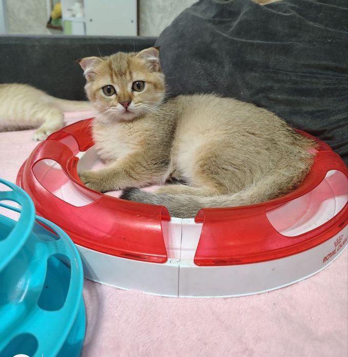 Шотландські кошенята