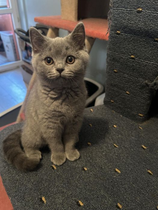 Kocurek  Brytyjski  niebieski  Rodowodów 5 pokoleniowy