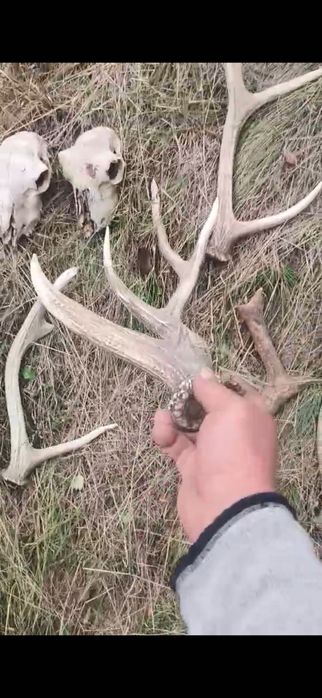 Рога оленя и черепа оленя