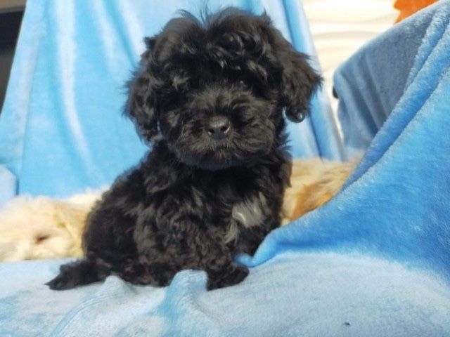 Miniaturowa sunia Maltipoo nauczone czystosci kocha dzieci Rodowod Wyprawka