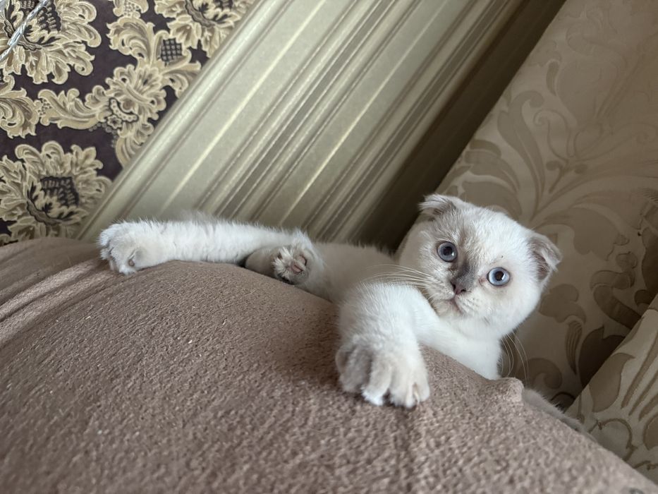 Котик хлопчик шотландський фолд