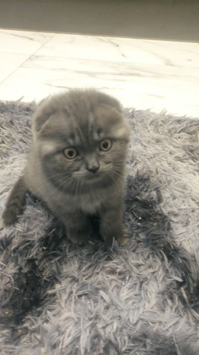 Шотландский красавчик