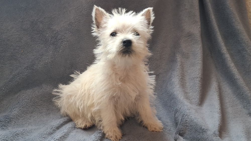West highland white terrier  chłopiec