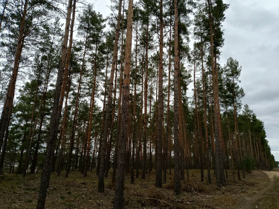 Działki leśne Las 3,23 ha