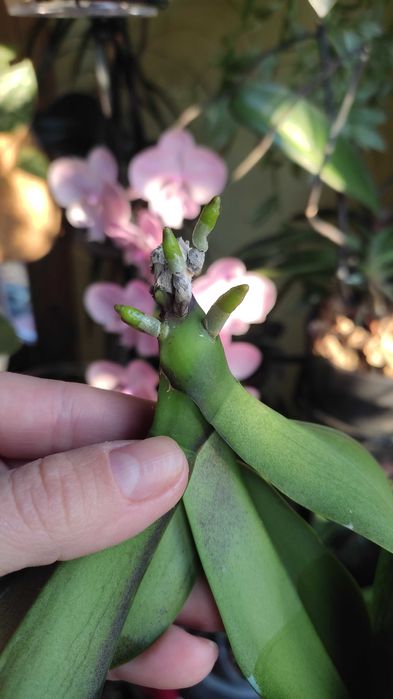 Орхідея фаленопсис Стюартіана Піко Чіп, Pico Chip