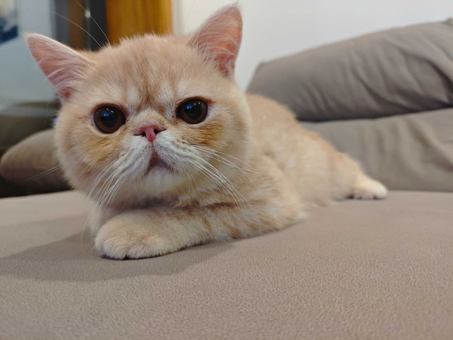 Gatinho Persa Exótico Beje/Branco
