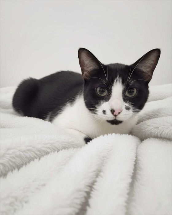 Setúbal / Margem Sul / Lisboa — CARMINHO, gatinha para adoção