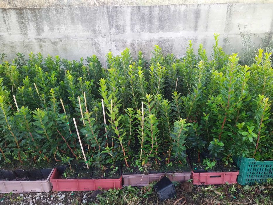 Medronheiros para plantação ou decoração