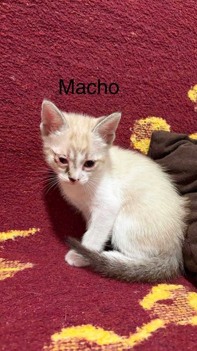 Gatinhos bebés com 2 meses