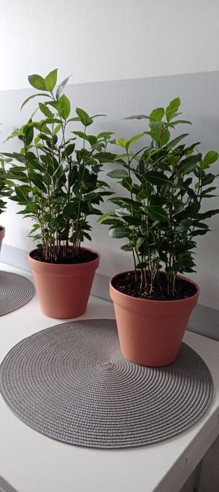 Wawrzyn liść laurowy