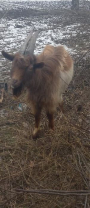 Козлик Тімєнтій Якович. на племя