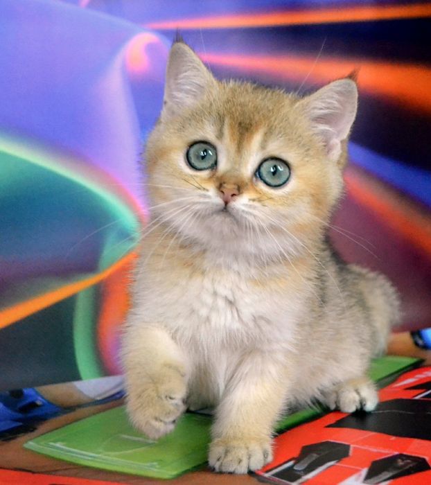 Золотий хлопчина шиншила