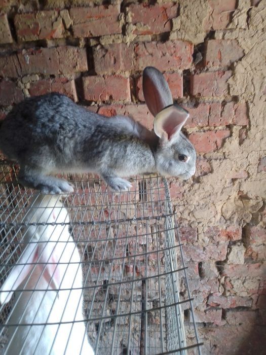 Кролики,різних,порід