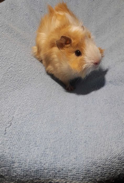 Морські свинки, розетки.