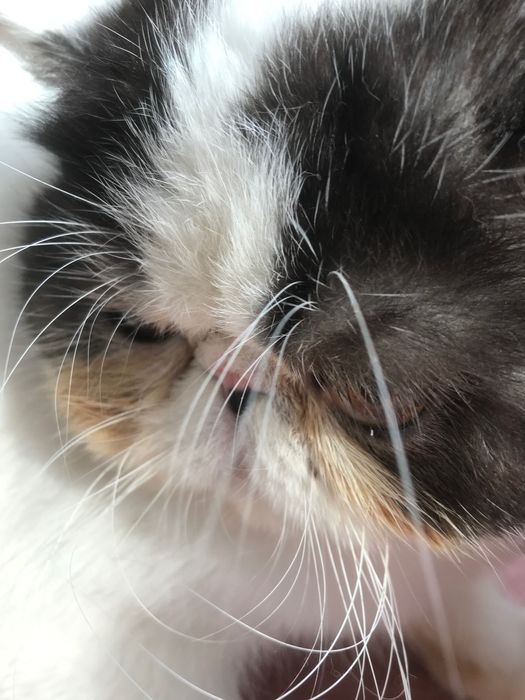 Кот, молодой - все стандарты породы!