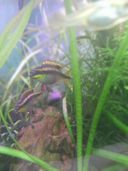 Barwniak czerwonobrzuchy