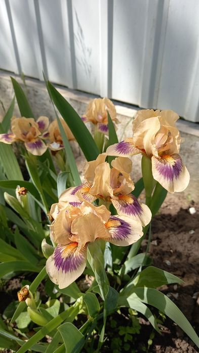 Ірис ранній карликовий бордюрний