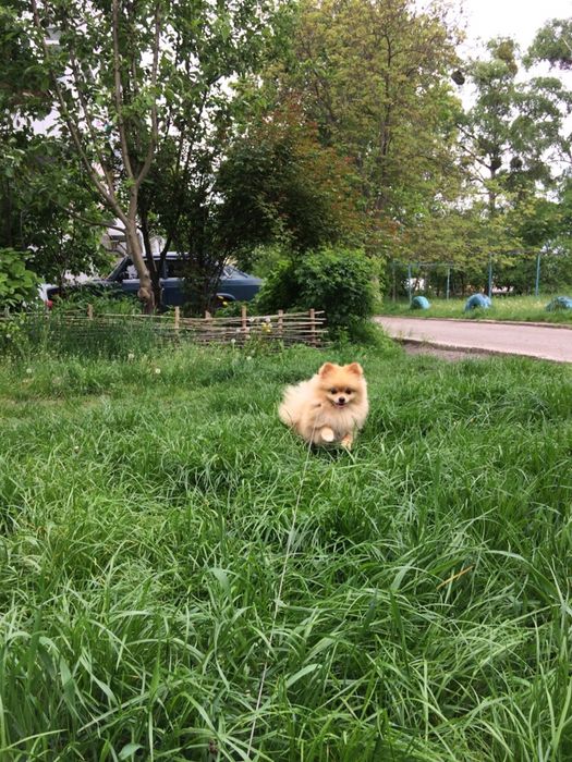 В’язка померанський шпіц