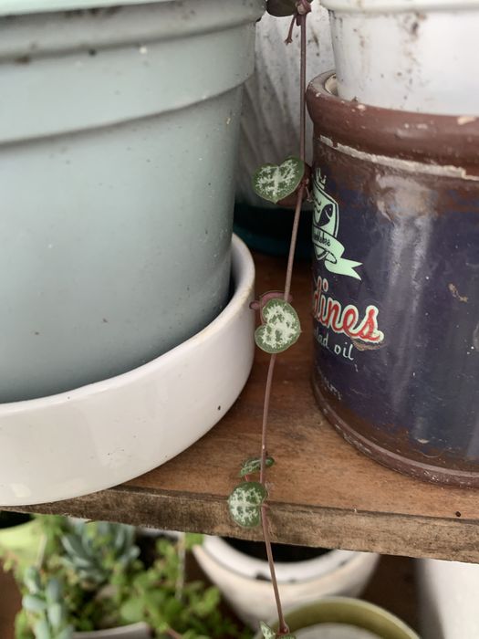 5 Mudas de suculentas + 2