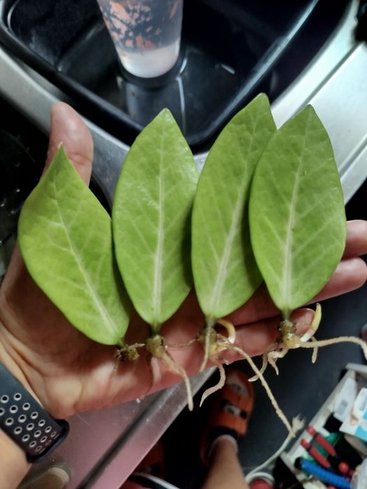 Zamiokulkas variegata