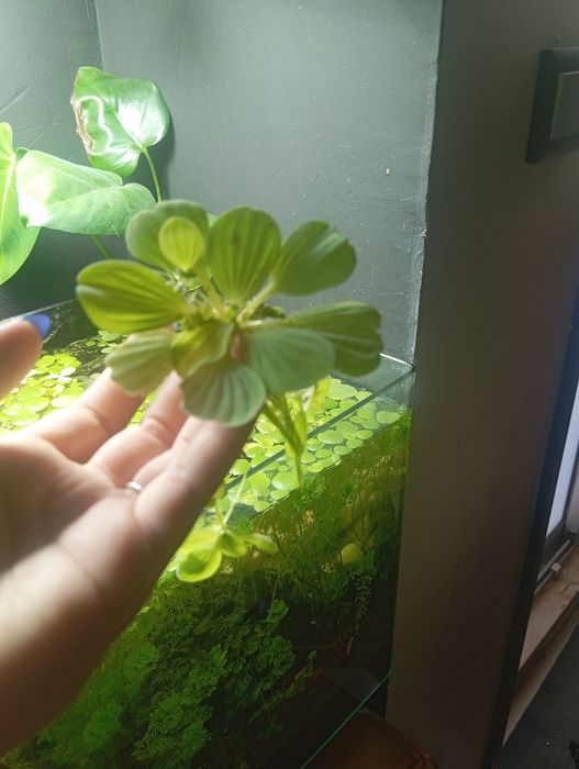 Planta aquática flutuante de lago ou aquário
