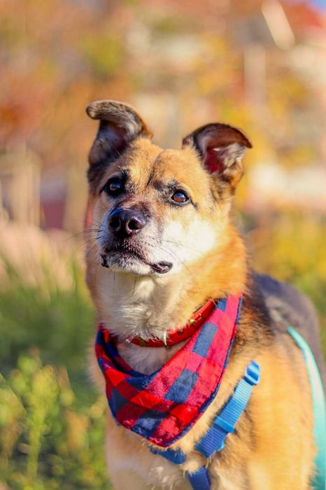 Pies do adopcji- samiec Baks