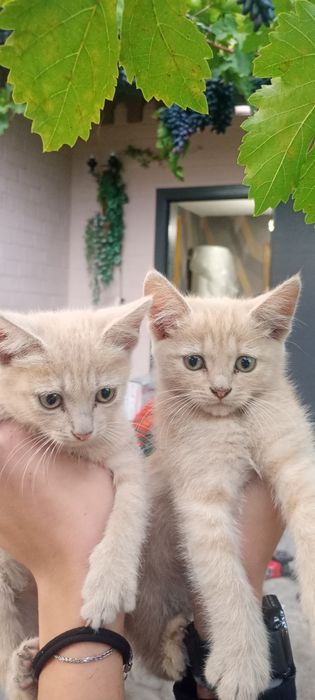 Кицюня, лагідна і муркотлива