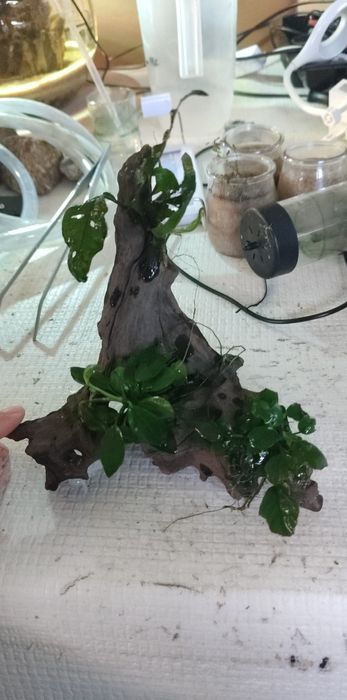 Rochas e tronco com anubias