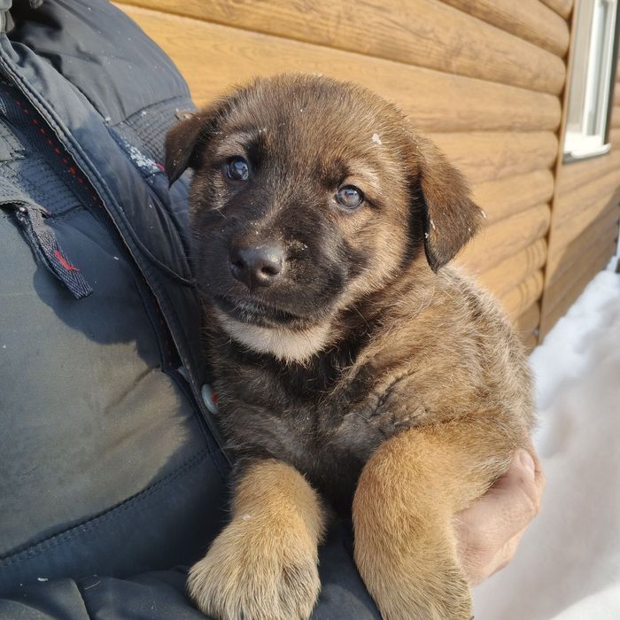 Продам щеня вівчарки